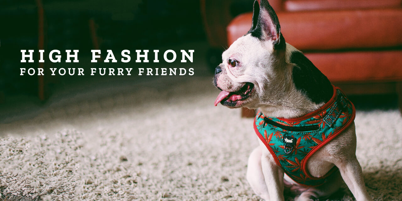 High Fashion for your Furry Friends